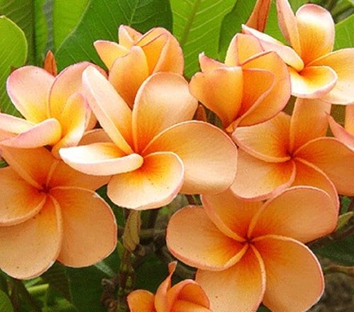 FRAGRANT PLUMERIA'S CUTTING WITH ROOTED 7-12 INCHES 