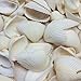 PEPPERLONELY White Ark Clam Sea Shells, 500 Gram Approx. 1 Inch ~ 2-1/4 Inch