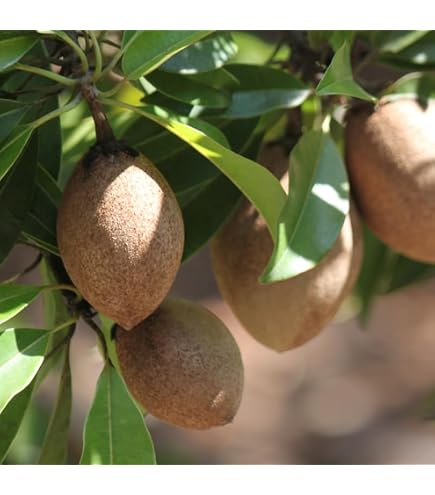 MX Sapote Sapodilla Nispero Manilkara Zapota Chiku Makok Tropical Seeds Bulk See