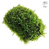 Luffy Coco Mini Moss - Builds a Beautiful and Natural Aquascape: Easy Care, Hardy and Long Lasting Plant: Filters and Provides Aquariums with Oxygen