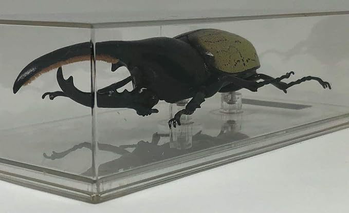 Amazon Co Jp デアゴスティーニ Deagostini 世界の昆虫フィギュア ヘラクレスオオカブト 等身大標本 カブトムシ ホビー 通販 Amazon Co Jp デアゴスティーニ Deagostini 世界の昆虫フィギュア ヘラクレスオオカブト 等身大標本 カブトムシ ホビー 通販