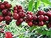 Papua New Guinea Organic Estate Coffee Beans (Unroasted Green Beans, 5 Pounds Whole Beans)