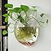 CNZ Wall Mounted Acrylic Fish Bowl, 11.5-inch