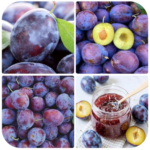 5Pcs Plum Seeds for Planting at Amazon