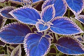 coleus
