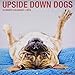 Upside Down Dogs 2019 Wall Calendar by 