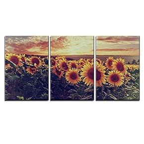 Sunflower Field at Sundown - Canvas Art Wall Art - 16"x24"x3 Panels