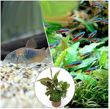 Amazon 熱帯魚 水草 ビギナースタートセット カージナルテトラ １０匹 コリドラス ベネズエラオレンジ ２匹 北海道 九州航空便要保温 Charm チャーム 生体水草 通販