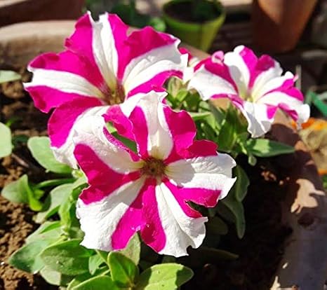 Get Raj Garden Plants Petunia Annual Or Perennial Live Plant Amazon Free HD Wallpaper Raj Garden Plants Petunia Annual Or Perennial Live Plant Amazon Free HD