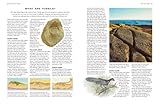 Image de World Encyclopedia of Fossils & Fossil-Collecting: An illustrated reference to over 375 plant and animal fossils from around the globe and how to iden