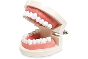RHUI Teeth Model Adult Standard Typodont Demonstration Denture Model for Dental Teaching, Study, Clean Display for Kids, Education, Patient, No Wisdom Teeth