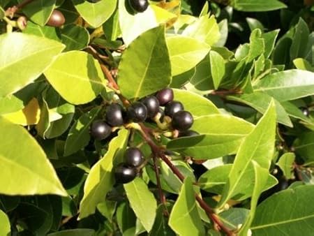 Amazon Com Fresh Laurus Nobilis Bay Leaf Laurel Rare Tropical