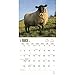 2017 Monthly Wall Calendar - Sheep