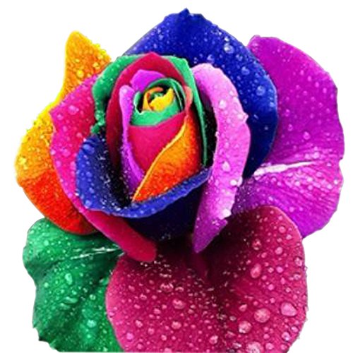Homedeco 100 Seeds Rare Holland Rainbow Rose seed Flowers Lover colorful Home Garden plants rare rainbow rose flower seeds Homedeco 100 Seeds Rare Holland Rainbow Rose seed Flowers Lover colorful Home Garden plants rare rainbow rose flower seeds