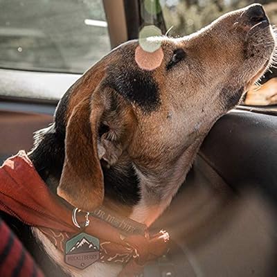 silicone dog tags amazon