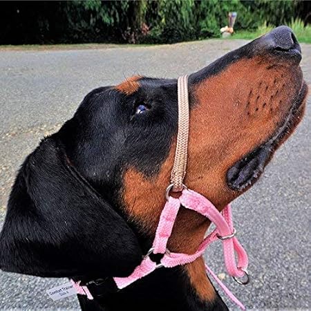 dog head halter amazon