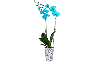 DecoBlooms Living Aqua Premium Double Stem Orchid Plant - 5 inch Blooms - Fresh Flowering Home Décor (DB00960)