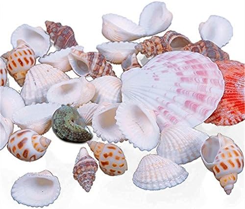 100g Mixed Mix Sea Shells Shell Craft Seashells Home Aquarium Nautical Decor