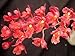 Howeaara Lava Burst 'Puanani' AM/AOS Easy To Grow & Bloom! Collector's item! Orchid Plant