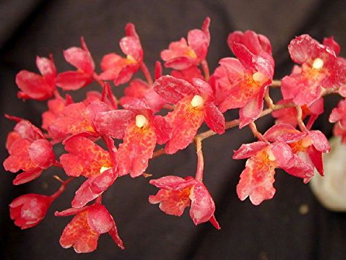 Howeaara Lava Burst 'Puanani' AM/AOS Easy To Grow & Bloom! Collector's item! Orchid Plant Howeaara Lava Burst 'Puanani' AM/AOS Easy To Grow & Bloom! Collector's item! Orchid Plant