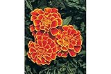 David's Garden Seeds Flower Marigold Queen Sophia