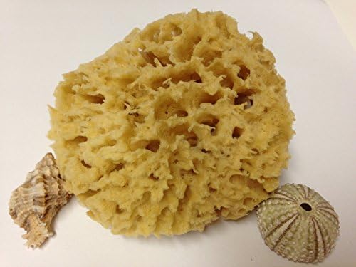 Premium Natural Wool Sea Sponge, Eco Friendly 4-5, from Tarpon Springs, Florida by Mother Ocean Naturals