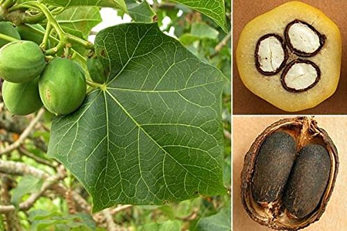 10 seeds jatropha curcas physic nut tree
