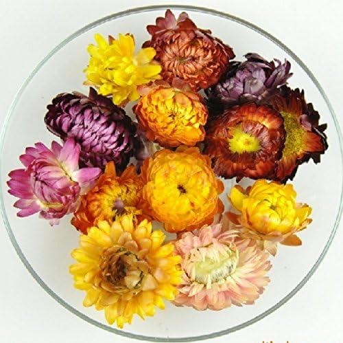 Dried Strawflower Buds, Helichrysum Gerbera Chrysanthemum Mixed Colors for Floral Crafts or Herbal Tea (5 OZ)