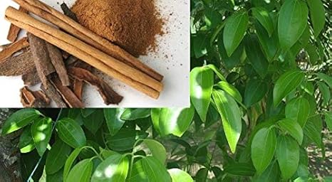 32+ Cinnamon Dalchini Plant Background