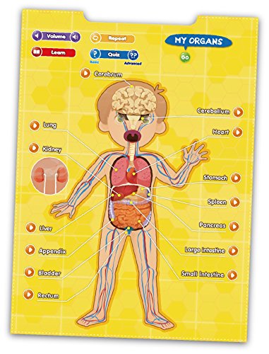 Best Learning i-Poster My Body