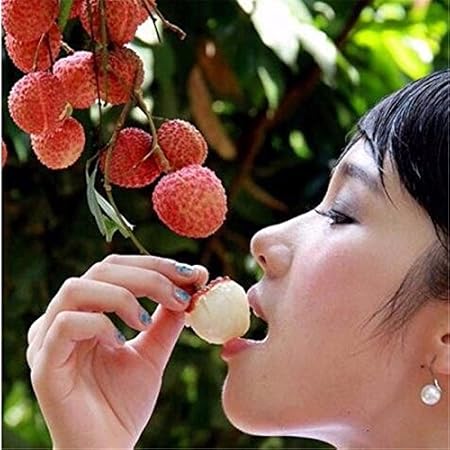 Creative Farmer Fruit Seeds Fresh Lychee Litchi Seeds Rare Delicious Sweet Seasonal Fruit Tree Exotic Seeds India 5 Seeds Kitchen Garden Seeds Pack