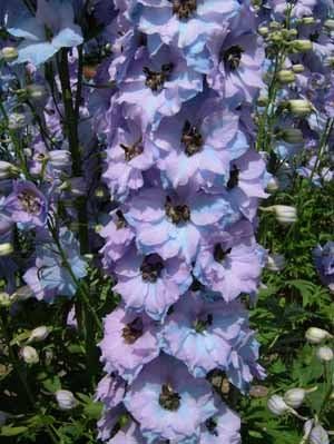 Amazon Plant Delphinium Conspicuous デルフィニウム コンセピキュオウス 苗 花