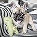 French Bulldog Puppies - 2018 Wall Calendar