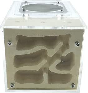 plastic ant farm