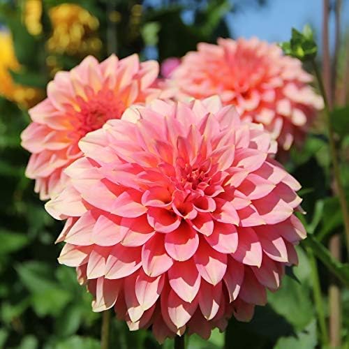 ダリア球根 育ちやすい見栄えの良い複数年植物で 人を気持ちよくさせる魔法のようなものがあります ピンク 2球根 本物