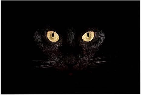 chezmax felpudo antideslizante de forro polar para interior y exterior alfombra para piso de cocina alfombra para puerta delantera divertida