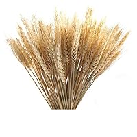 HKJCstore Wheat Ears Dried Flowers Bouquets Garden Plants Original Color Wheat Ears True Wheat Wedding Decoration Shooting propsfor DIY Design(100 Pieces)