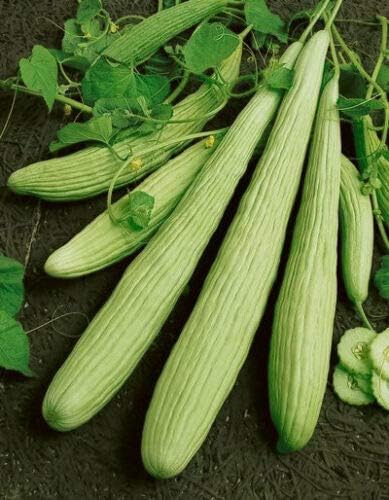 Vegetable Cucumber Armenian Yard Long 70 Seeds