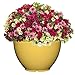 Classic Home and Garden Bellina Planter, 12