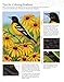 Birds at Home Coloring Book: 50 State Birds and Flowers (Design Originals) From Alabama's Camellia to Wyoming's Meadowlark with 24 Removable Cards, Common & Scientific Names, and 12 Inspiring Examples