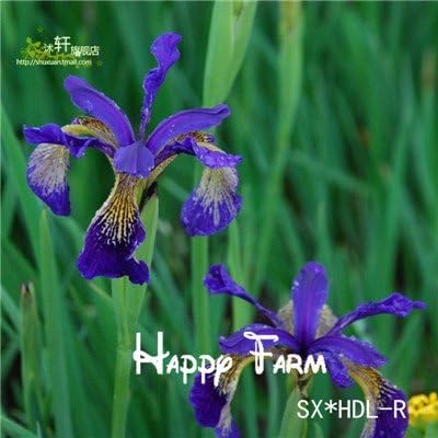 flor phalaenopsis planta iris