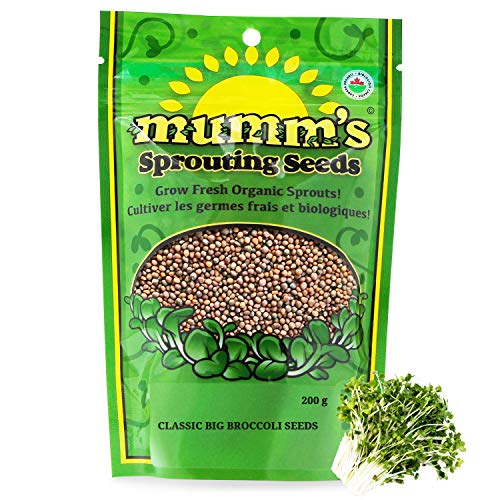 Mumm's Sprouting Seeds - Classic Big Broccoli Sprouts - 200 GR - Sprout Your Own Organic Microgreens - Easy Sprouter Kit