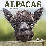 Alpaca Wall Calendar - Cute Animal Calendar - 2019 - 2020 Calendars - 16 Month Wall Calendar by Avon by 