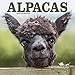 Alpaca Wall Calendar - Cute Animal Calendar - 2019 - 2020 Calendars - 16 Month Wall Calendar by Avon by 