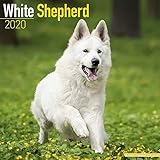 White Shepherd Calendar - Dog Breed Calendars - 2019 - 2020 Wall Calendars - 16 Month by Avonside (M by 