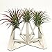 Pack of 3 Tabletop Standing Air Plant Holder Air Plant Stand Air Plant Container Xerographica Air Plant Holder Air Plant Support Tillandsia Air Plant Standthumb 3