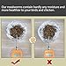Euchirus 11LBs Non-GMO Dried Mealworms,High-Protein Larvae Treats Feed Molting Supplement for Birds Hens Ducks etc,Large Bulk Meal Worms Birds Chicken Food