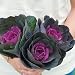 David's Garden Seeds Flower Kale Crane Red T36P47 (Purple) 50 Hybrid Seeds