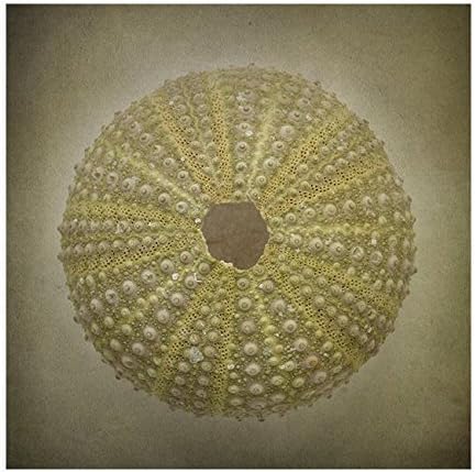 Shell fine art photographic print, sea urchin photo print, wall decor , beach cottage wall art