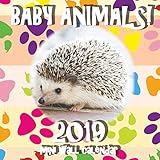 Baby Animals! 2019 Mini Wall Calendar by